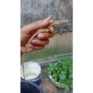 kadal rumput lucu. bonus 2 panjang. ekor .beli Jinak 1