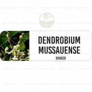 Anggrek Dendrobium Botolan Bibit Anggrek Dendro Botol Anggrek Dendrobium Bunga Hias Tanaman HIas Bib