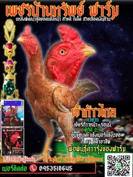 เชื้อไข่ไก่ชนพม่าสายเลือดเงินล้านราคา 1 ฟอง 150บาท