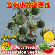 ปลูกได้ทั้งปี เมล็ดแตงโมเหลือง 20เมล็ด/ซอง งอกง่าย Edible Bonsai Watermelon Seeds ทานได้ เมล็ดบอนสี Yellow Watermelon Fruit Seeds Watermelon Seeds for Planting Fruit Plant Seed เมล็ดแตงโมสีเหลือง เมล็ดแตงโม เมล็ดพันธุ์แตงโม เมล็ดพันธุ์ผลไม้ บอนไซ