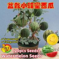 100% Original Edible Dwarf Watermelon Seeds 西瓜种子 (Fresh 20pcs Seeds) Fruit Seeds for Planting Waterm