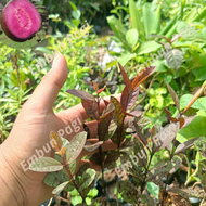 bibit jambu australia cepat berbuah bibit jambu merah bibit jambi biji merah australia bibit jambu k