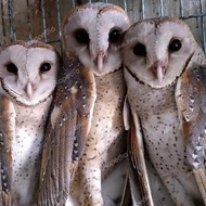 burung hantu tyto alba