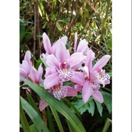 Anggrek cymbidium ( pink totol ) - Tanaman Hias Hidup - Bunga hidup