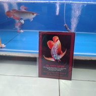 "Hiasan" Aquarium Arwana Super Red Asli Pontianak Serti+Chip Grade A