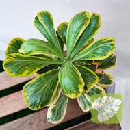 Euphorbia Poissonii Variegated IOB