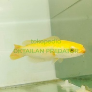 ikan gabus toman golden / xanthic