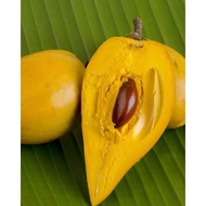 Pokok Canistel / Yellow Sapote / Eggfruit / Pouteria campechiana
