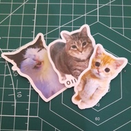 Cute Meme Cat Sticker