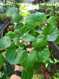 Begonia cucullata /Begonia/House plant