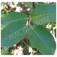 新鲜番石榴叶/Daun Jambu Batu Segar/Fresh Guava Leaf