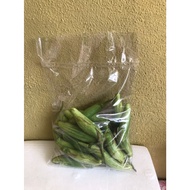 TERUNG TELUNJUK ORGANIK DAN SEGAR (500GRAM) &amp; BENIH SAYUR &amp; ANAK POKOK &amp; BAJA