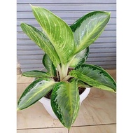 Pohon aglonema blanceng susu / Tanaman hias berdaun blanceng susu