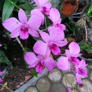 Anggrek Dendrobium Larat Dewasa
