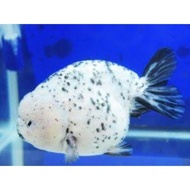 [Ready] Koki Ranchu Sapi Original 100% Kualitas A1 6-7-8cm (JNT)