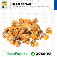 Kerang Kupas / Kerang Remis Segar - 500 Gram