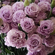 100pcs eustoma grandiflorum flower seeds are easy to live. Flowers and plants bloom indoors