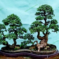 pohon serut bonsai