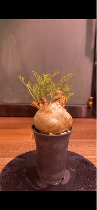 索馬里小葉葡萄 Cyphostemma betiforme