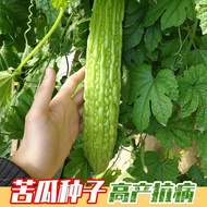 Green Ruyi Bitter Gourd Seeds Heat-Resistant Dry-Resistant Early Cooked Bitter Gourd Meat Four Seaso