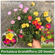 High Quality Single Petal Portulaca Seeds 20pcs Biji Benih Bunga Hybrid Moss Rose Jepun Ros Jepun Mi