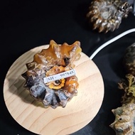 Ammonite Madagascar Rough HQ Original