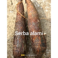 singkong racun sapi Kuru lagi promo