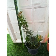 PODOCARPUS BONSAI RED/PODOCARPUS BOSAI MERAH