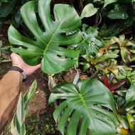 Tanaman Monstera | Philodendron monstera