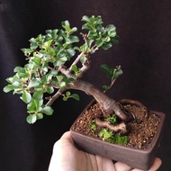 日本紅花一號長壽梅   獨幹老樁 掌上盆景   連紫砂盆  Plant Bonsai 植物 新年 盆栽 年花 小樹 花草 【實拍。只此一盆】禮物 年花 gift  海棠 "Chaenomeles Ja