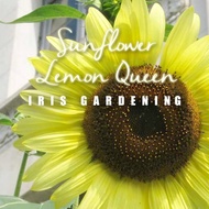 [30 pcs] Biji Benih Bunga Matahari Lemon Queen Sunflower seeds 向日葵花种子 [Iris Gardening]