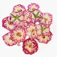 12PCS/3~5CM Head Real Natural Pressed Dried Dual-color Roses Flower Heads,Dry Rosas Flowers For Epox
