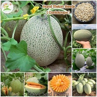 Good Quality Hami Melon Seeds for Planting (100 seeds/pack, Suitable for Growing In Malaysia) - Swee