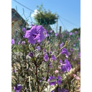 anak pokok Ruellia tuberosa