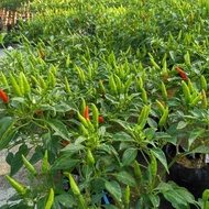 ISI 100  Benih Cabe Rawit Hijau Unggul Sayuran Cabai Berkualitas - Bibit Tanaman Sayur Seribuan - Repacking F1 Seeds