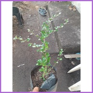 ☇◑ ◷ ☏ FUKIEN TEA (TSAANG GUBAT) SMALL SIZE