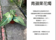 心栽花坊-青蘋果花燭/青蘋果火鶴/5吋盆/綠化植物/室內植物/觀葉植物/售價460特價400