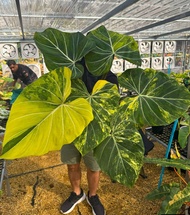 Bibit bonggol Philodendron Gloriosum Varigata Yellow