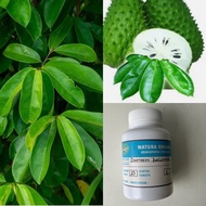 Soursoup Leaf Capsules | Durian Belanda Kapsuls | Daun Sirsak | Graviola | Guyabano Leaves | 50 piec