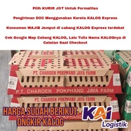 DOC Ayam Petelur CP 909 Super Vaksin Charoen Pokphand - KALOG