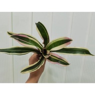 bromeliad neoregelia Dorothy