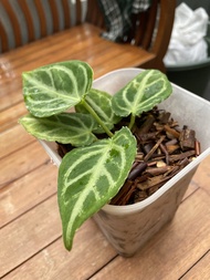 Anthurium Silver Tiger Seedling