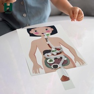[Homyl] Human Digestive System Model Human Body Organ Teaching Tools Handicraft 3D