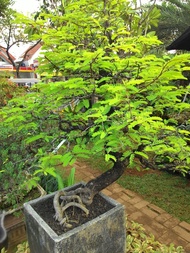 Bonsai Asem Jawa