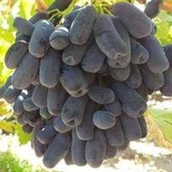 GDT- Anak Pokok Anggur Sweet Sapphire Grape Sapling