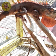 Super red Iguana jantan jumbo