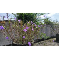 BUNGA RUELLIA @ RULIA UNGU PURPLE