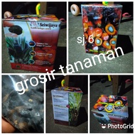 benih kecambah polong kelapa sawit Sriwijaya 6