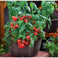 Dwarf Cherry Tomato 'Red Cherry' Heirloom 20-30 Seeds Specially Sourced For SG