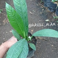 tanaman hias Rinet / anthurium Linet